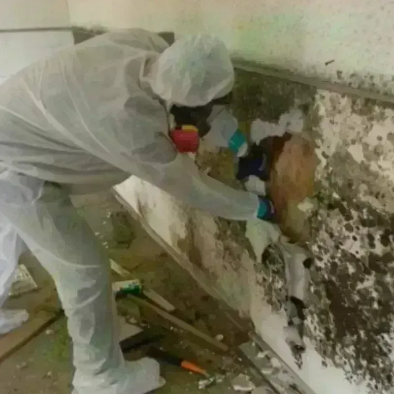 Mold Remediation and Removal in Brentwood, PA